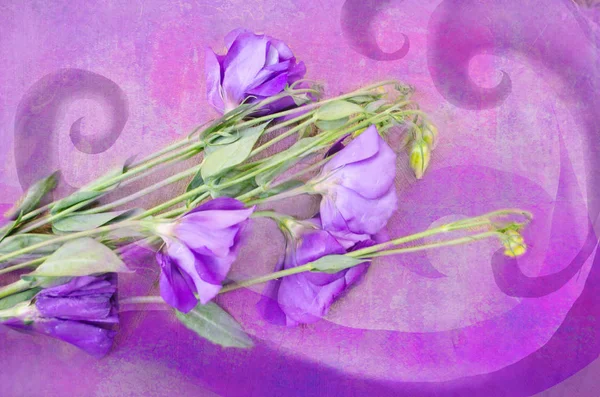 Violett austoma på en violett bakgrund. — Stockfoto