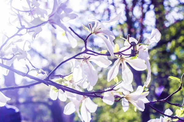 Magnolia blanca sobre fondo azul . — Foto de Stock