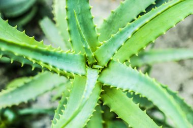 Aloe fotoğrafları üstte yüksek.
