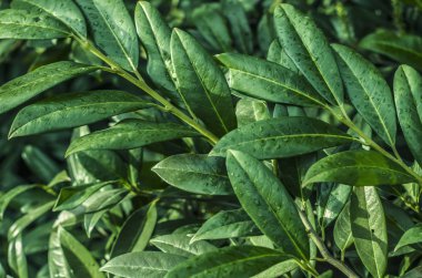 Defne fotoğrafı yaprakları.