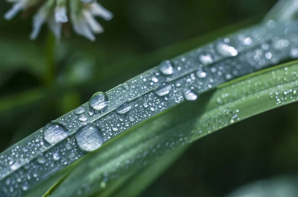 Gotas de rocío sobre hierba verde fresca. Macro vista de hierba verde sobre un fondo verde borroso . —  Fotos de Stock