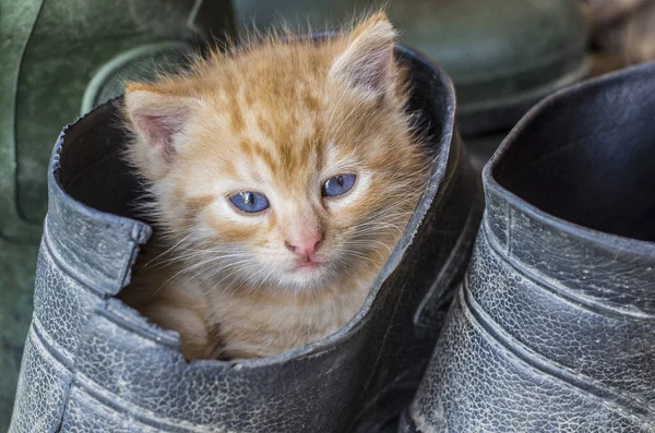 ゴムブーツのキティ小さな赤い子猫, — ストック写真
