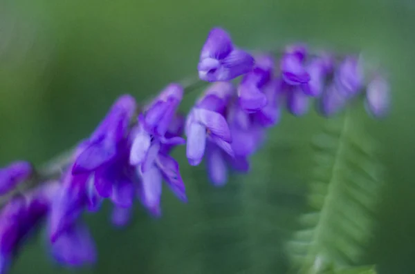 Vicia cracca lila Feldblumen aus der Familie der Hülsenfrüchte. — Stockfoto