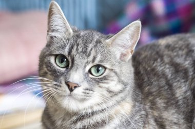 Çizgili renkli yeşil gözlü gri pisi.