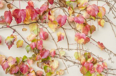 Hafif bir duvarın arka planında sonbahar süs üzümleri.