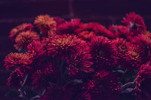 Bouquet de chrysanthème rouge. — Photo