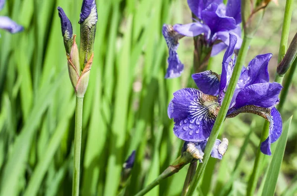 Prachtige Irisbloem Groeiend Mmer Tuin Een Bokeh Natuurlijke Achtergrond Foto — Stockfoto