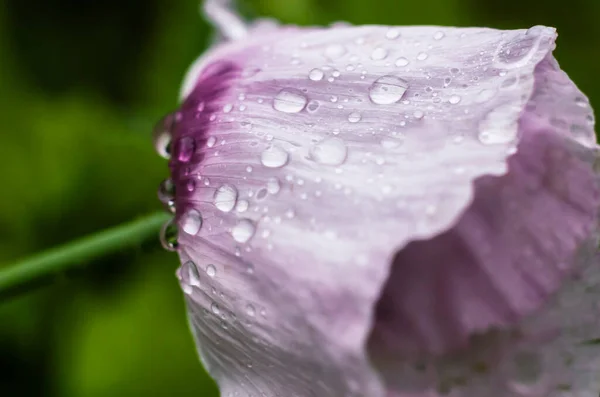 露と庭のポピーピンク紫色 花の写真 — ストック写真