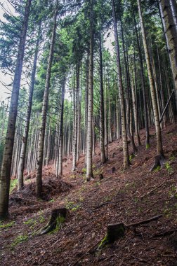 Ağaçlar, orman yatay. Güneş ışığı yeşil ormanın içinde. Doğa yeşil ahşap arka planları.