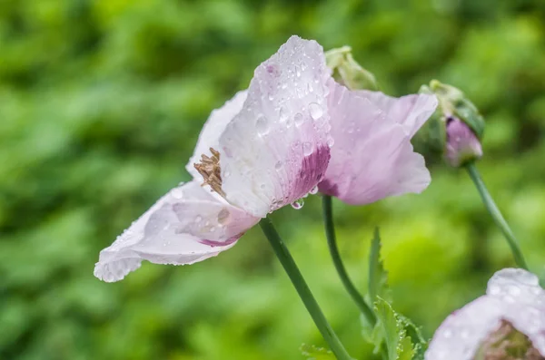 Trädgårdsvallmo Rosa Lila Med Dagg Blomma Bilder — Stockfoto