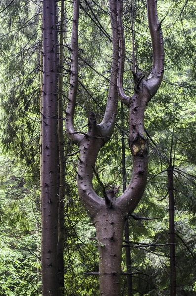 Paisaje Forestal Con Árboles Luz Del Sol Bosque Verde Naturaleza — Foto de Stock