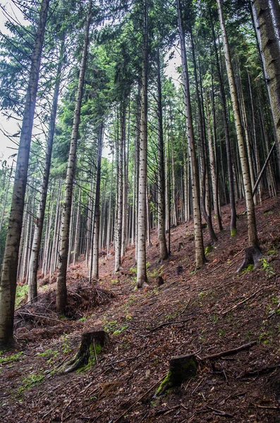 Ağaçlar, orman yatay. Güneş ışığı yeşil ormanın içinde. Doğa yeşil ahşap arka planları.