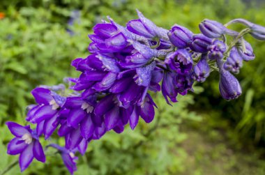 Bahçenin kükreyen fotoğrafında Delphinium fileto çiçeği. Çiçekli fotoğraf..