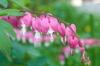 Kalp şeklinde Dicentra çiçekleri. Çiçekli fotoğraf..