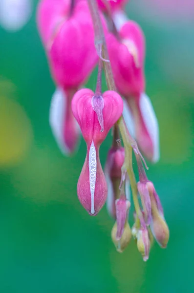 Dicentra Blommor Hjärtform Blommigt Foto — Stockfoto