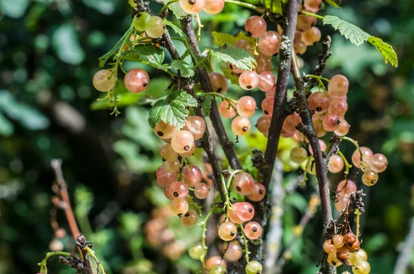 Bagas Groselha Vermelha Rosa Arbusto Fundo Natural Fotografia Jardim Alimentos — Fotografia de Stock