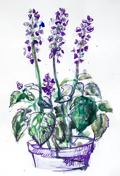 Fiori Viola Salvia Vaso Disegno Schizzo Acquerello Grafico — Foto Stock