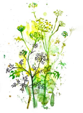 Beyaz arkaplandaki Dill Blooming suluboya grafiği. Tıbbi bitki baharatı çizimi.