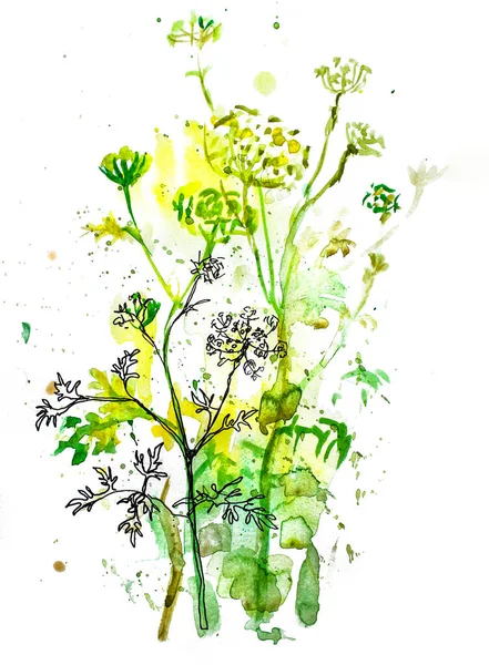 Beyaz arkaplandaki Dill Blooming suluboya grafiği. Tıbbi bitki baharatı çizimi.