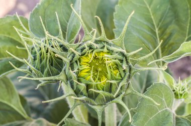 Ayçiçeği tomurcuğu. Yakın plan fabrika. Bir ayçiçeği tomurcuğunun makro çekimi.