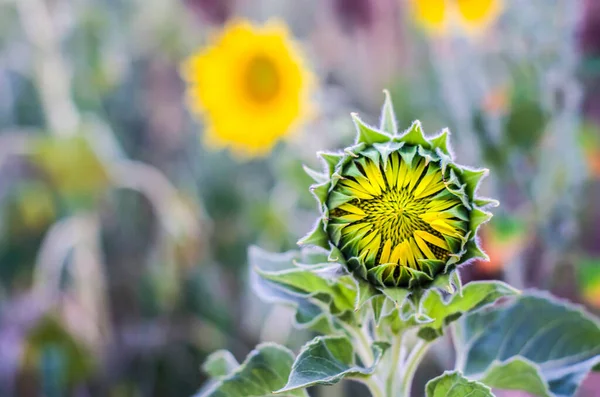 Slunečnicový Květ Detailní Záběr Makro Záběr Slunečnice Pupen — Stock fotografie