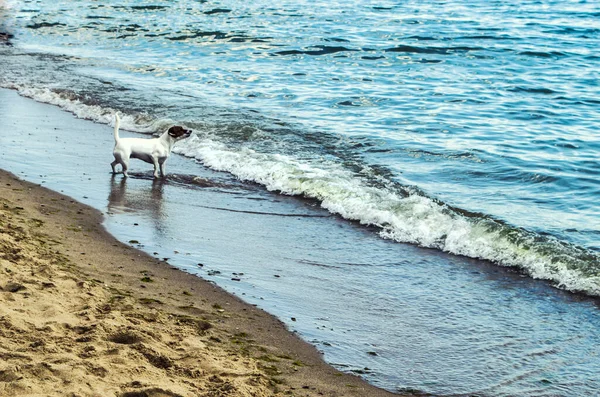 Jack Russell Terrier dog by the sea. Animal photo.