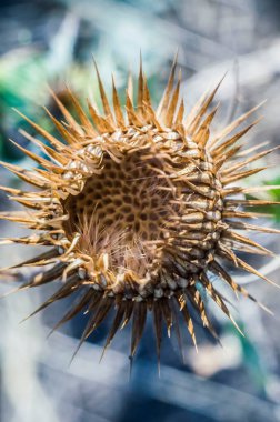 Dikenli bitki dikeni. Makro fotoğraf. Kurutulmuş Dikenli Çiçek..
