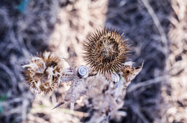 Cardo Spinoso Delle Piante Macro Foto Dried Prickly Flower — Foto Stock