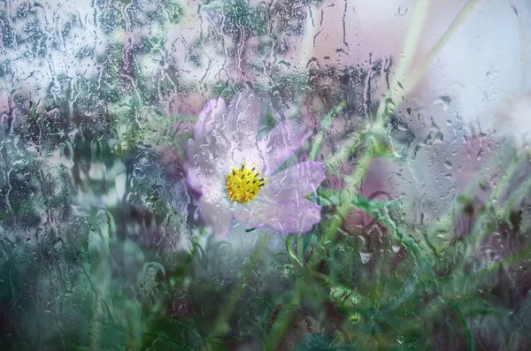 Pink Cosmea Flower Roaring Background Rainy Ragged Photo — Stock Photo, Image