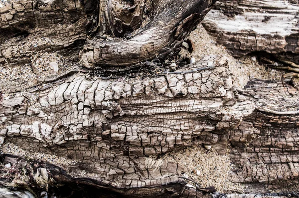 Meeresbaum Mit Einer Tiefen Reliefstruktur Natürliche Fotomaterialien — Stockfoto