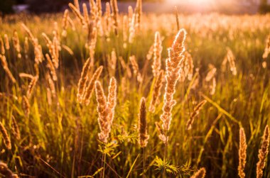 Gün batımının arka planında Meadow dikenleri. Arka ışıklandırmalı doğal fotoğraf.