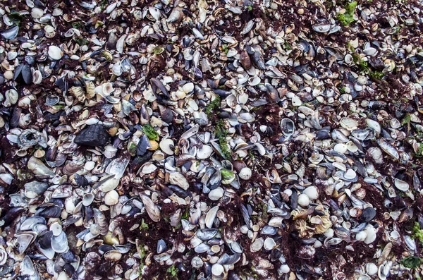 Conchas Blancas Púrpuras Sobre Arena Dorada Fondo Mar Que Puede — Foto de Stock
