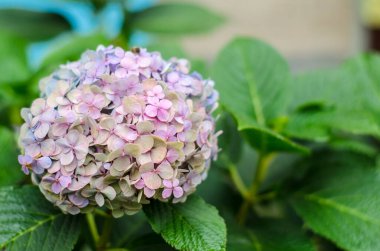 Ortanca çiçek close-up. Ortanca çiçek bahçesindeki güzel bush.