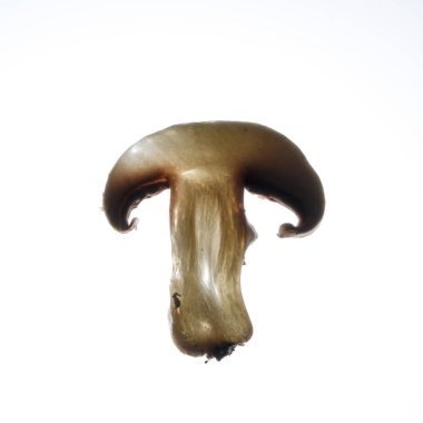 arkadan barında, mantar yaktı