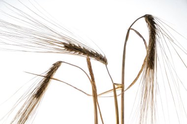 arka ışığı beyaz bir arka plan ile buğday bazı kulaklar