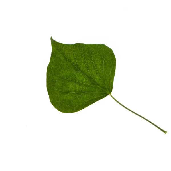 Beyaz Bir Arka Plan Arkadan Aydınlatmalı Ivy Yaprağına — Stok fotoğraf