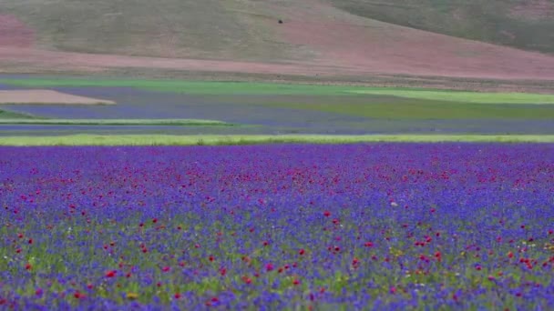 Spring Flowering Crops Plain Castelluccio Italy — Stock Video