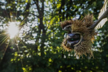 kestane sonbahar ormanda