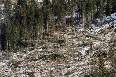 the devastation of a forest of firs struck by the storm in the Trentino Alto Adige region, Italy clipart