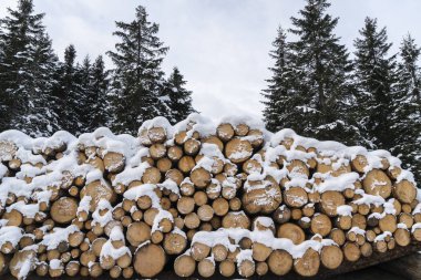 köknar günlükleri kesmek ve bir orman kenarında kışın Trentino Alto Adige bölgesinde, İtalya yığılmış.