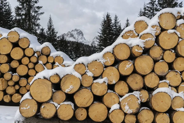 Köknar Günlükleri Kesmek Bir Orman Kenarında Kışın Trentino Alto Adige — Stok fotoğraf