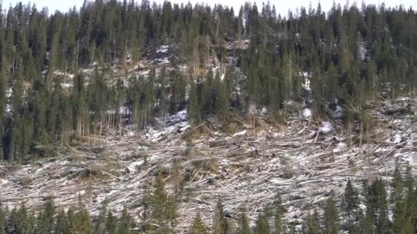 Bosque Abetos Golpeados Por Tormenta — Vídeos de Stock