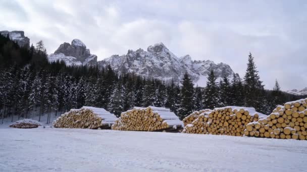 Köknar Günlükleri Kesmek Bir Orman Kenarında Kışın Trentino Alto Adige — Stok video