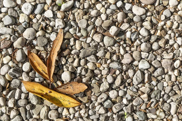Dry leaves on the gravel — Stock Photo, Image