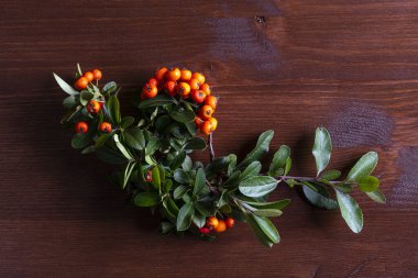 turuncu Pyracantha meyveleri