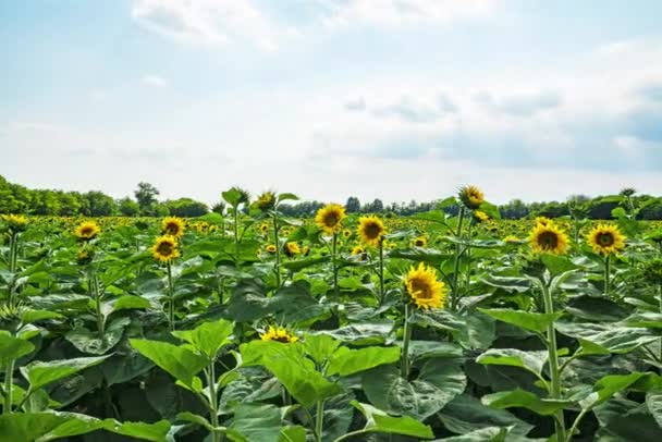 Une jeune plante de tournesol au printemps