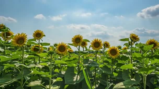 Une jeune plante de tournesol au printemps