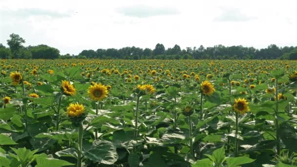 Une jeune plante de tournesol au printemps