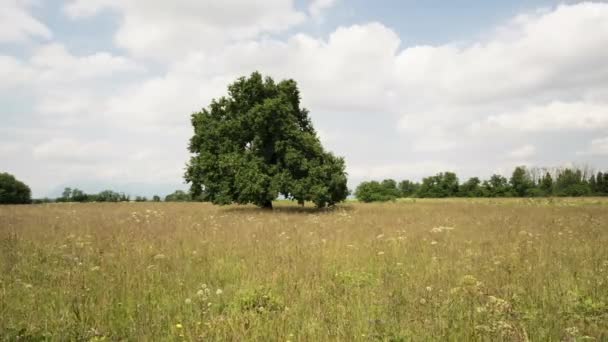 夏の牧草地にある古いオークの木 — ストック動画