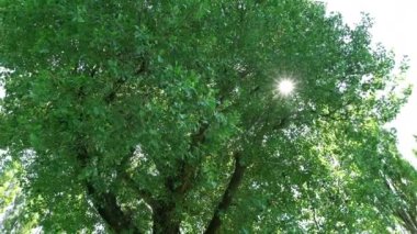 Güneş ışınları yazın büyük bir ağacın tacından geçer.